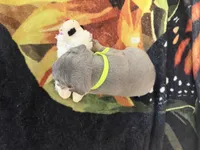 Momo, a male French Bulldog for sale in Lewes, DE – 2 of 2