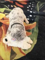 Orio, a male French Bulldog for sale in Lewes, DE – 2 of 2