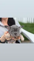 Bean, a female French Bulldog for sale in Lewes, DE – 4 of 4