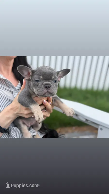 Bean – French Bulldog puppy for sale in Lewes, DE