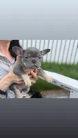 Bean, a female French Bulldog for sale in Lewes, DE – 3 of 4