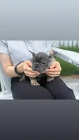 Peanut , a female French Bulldog for sale in Lewes, DE – 4 of 4
