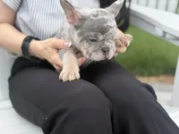 Orio, a male French Bulldog for sale in Lewes, DE – 3 of 6