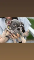 Jasper , a male French Bulldog for sale in Lewes, DE – 3 of 4