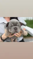 Momo, a male French Bulldog for sale in Lewes, DE – 3 of 5