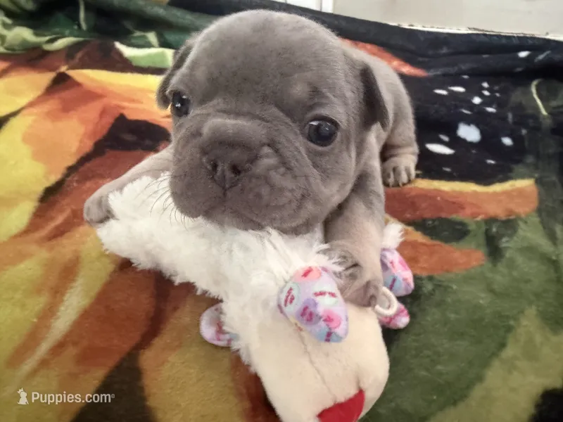Bean – French Bulldog puppy for sale in Lewes, DE