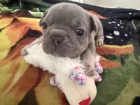 Bean, a female French Bulldog for sale in Lewes, DE – 1 of 2