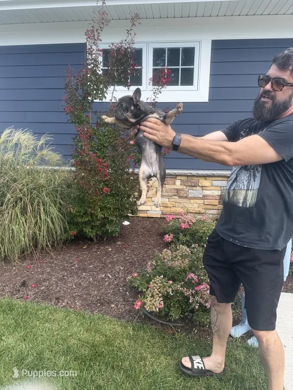 Peanut  – French Bulldog puppy for sale in Lewes, DE