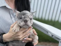 Orio, a male French Bulldog for sale in Lewes, DE – 4 of 6
