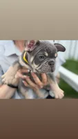 Jasper , a male French Bulldog for sale in Lewes, DE – 4 of 4