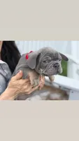 Momo, a male French Bulldog for sale in Lewes, DE – 4 of 5