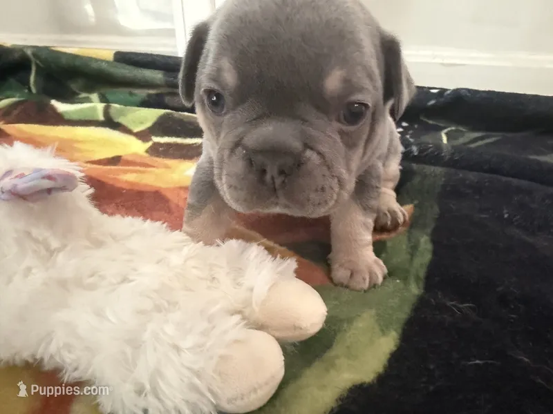  Nugget  – French Bulldog puppy for sale in Lewes, DE