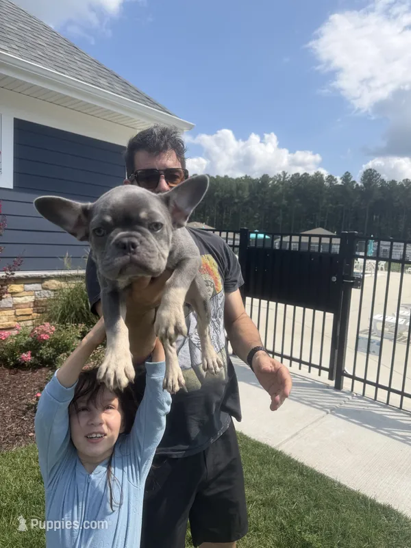 Momo – French Bulldog puppy for sale in Lewes, DE