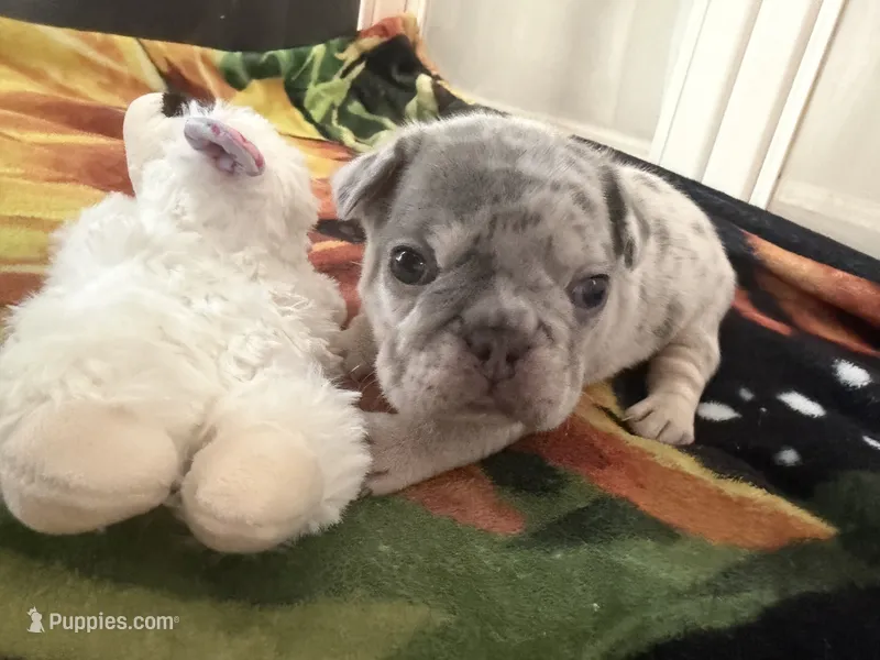 Orio – French Bulldog puppy for sale in Lewes, DE