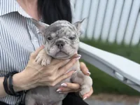 Orio, a male French Bulldog for sale in Lewes, DE – 5 of 6