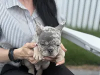Orio, a male French Bulldog for sale in Lewes, DE – 6 of 6