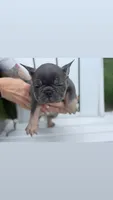 Peanut , a female French Bulldog for sale in Lewes, DE – 3 of 4