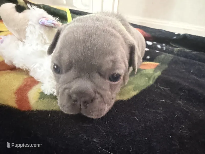 Momo – French Bulldog puppy for sale in Lewes, DE