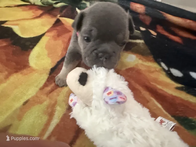 Peanut  – French Bulldog puppy for sale in Lewes, DE