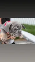 Momo, a male French Bulldog for sale in Lewes, DE – 5 of 5