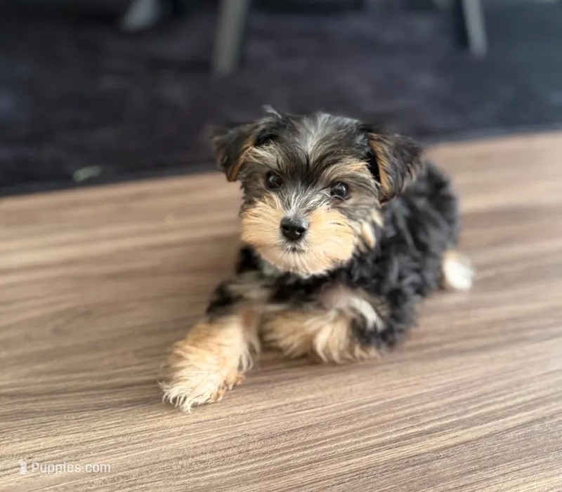 Kaisen, a female Yorkshire Terrier for sale in Hagerstown, MD – 1 of 4