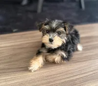 Kaisen, a female Yorkshire Terrier for sale in Hagerstown, MD – 1 of 4