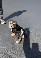 Kaisen, a female Yorkshire Terrier for sale in Hagerstown, MD – 2 of 4