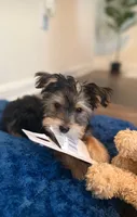 Kaisen, a female Yorkshire Terrier for sale in Hagerstown, MD – 4 of 4