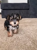 Kaisen, a female Yorkshire Terrier for sale in Hagerstown, MD – 3 of 4