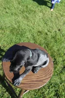 Roscoe, a male German Shorthaired Pointer for sale in Alta Vista, IA – 4 of 7