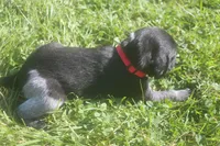 Ricky, a male German Shorthaired Pointer for sale in Alta Vista, IA – 5 of 6