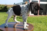 Ranger, a male German Shorthaired Pointer for sale in Alta Vista, IA – 4 of 9
