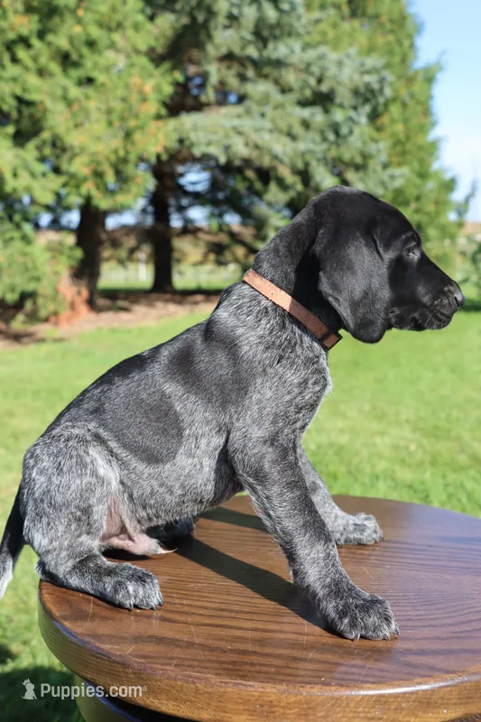 Rusty – German Shorthaired Pointer puppy for sale in Alta Vista, IA