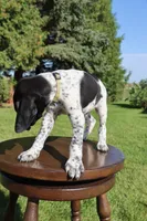 Ranger, a male German Shorthaired Pointer for sale in Alta Vista, IA – 7 of 9