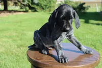 Rusty, a male German Shorthaired Pointer for sale in Alta Vista, IA – 5 of 6