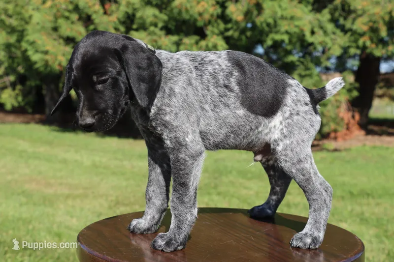 Rascal – German Shorthaired Pointer puppy for sale in Alta Vista, IA