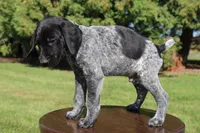 Rascal, a male German Shorthaired Pointer for sale in Alta Vista, IA – 1 of 6