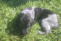 Rosie, a male German Shorthaired Pointer for sale in Alta Vista, IA – 6 of 9