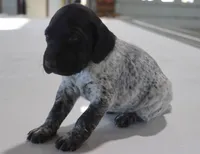 Trix, a female German Shorthaired Pointer for sale in Alta Vista, IA – Photo 2 of 8