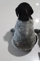 Trix, a female German Shorthaired Pointer for sale in Alta Vista, IA – Photo 6 of 8