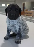 Trix, a female German Shorthaired Pointer for sale in Alta Vista, IA – Photo 3 of 8