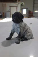 Trix, a female German Shorthaired Pointer for sale in Alta Vista, IA – Photo 1 of 8