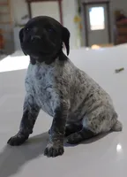 Trix, a female German Shorthaired Pointer for sale in Alta Vista, IA – Photo 4 of 8