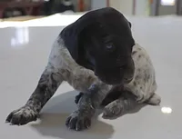 Trix, a female German Shorthaired Pointer for sale in Alta Vista, IA – Photo 8 of 8