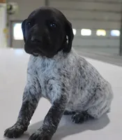 Trix, a female German Shorthaired Pointer for sale in Alta Vista, IA – Photo 7 of 8