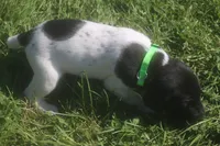 Red, a male German Shorthaired Pointer for sale in Alta Vista, IA – 5 of 7