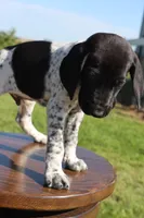 Ranger, a male German Shorthaired Pointer for sale in Alta Vista, IA – 3 of 9