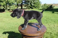 Ricky, a male German Shorthaired Pointer for sale in Alta Vista, IA – 5 of 6