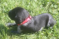 Ricky, a male German Shorthaired Pointer for sale in Alta Vista, IA – 3 of 6