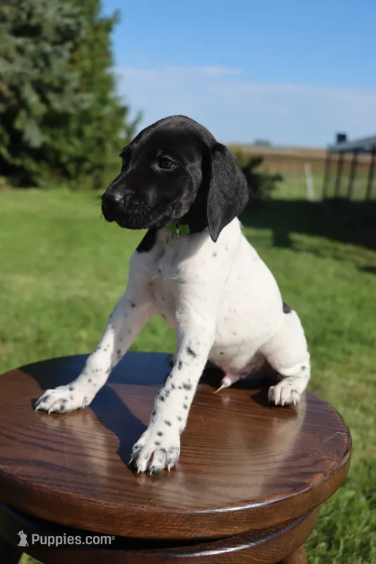Red – German Shorthaired Pointer puppy for sale in Alta Vista, IA